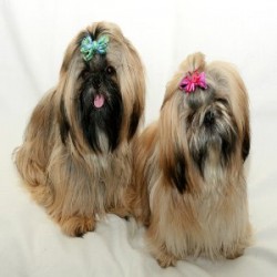 Other Peoples Pets